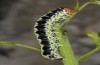 Cucullia erythrocephala: Larva (e.l. rearing, Spain, Cabo de Gata, young larva in late March 2019) [S]