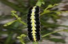 Cucullia erythrocephala: Larva (e.l. rearing, Spain, Cabo de Gata, young larva in late March 2019) [S]