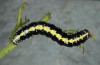 Cucullia erythrocephala: Larva (e.l. rearing, Spain, Cabo de Gata, young larva in late March 2019) [S]