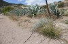 Cucullia erythrocephala: Larval habitat (Spain, Cabo de Gata, late March 2019) [N]