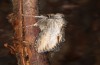 Cucullia erythrocephala: Adult (e.l. rearing, Spain, Cabo de Gata, larva in late March 2019) [S]