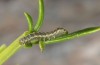 Cucullia erythrocephala: Young larva (Spain, Cabo de Gata, late March 2019) [M]
