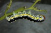 Cucullia erythrocephala: Larva (e.l. rearing, Spain, Cabo de Gata, young larva in late March 2019) [S]