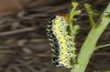 Cucullia erythrocephala: Larva (e.l. rearing, Spain, Cabo de Gata, young larva in late March 2019) [S]