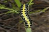 Cucullia erythrocephala: Larva (e.l. rearing, Spain, Cabo de Gata, young larva in late March 2019) [S]