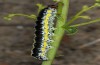 Cucullia erythrocephala: Larva (e.l. rearing, Spain, Cabo de Gata, young larva in late March 2019) [S]