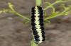 Cucullia erythrocephala: Larva (e.l. rearing, Spain, Cabo de Gata, young larva in late March 2019) [S]