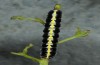 Cucullia erythrocephala: Larva (e.l. rearing, Spain, Cabo de Gata, young larva in late March 2019) [S]