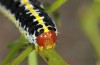 Cucullia erythrocephala: Larva (e.l. rearing, Spain, Cabo de Gata, young larva in late March 2019) [S]