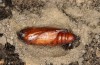Cucullia erythrocephala: Pupa (e.l. rearing, Spain, Cabo de Gata, young larva in late March 2019) [S]