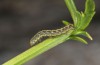 Cucullia erythrocephala: Young larva (Spain, Cabo de Gata, late March 2019) [M]