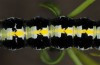 Cucullia erythrocephala: Larva (e.l. rearing, Spain, Cabo de Gata, young larva in late March 2019) [S]