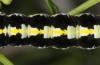 Cucullia erythrocephala: Larva (e.l. rearing, Spain, Cabo de Gata, young larva in late March 2019) [S]