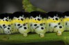 Cucullia erythrocephala: Larva (e.l. rearing, Spain, Cabo de Gata, young larva in late March 2019) [S]