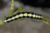 Cucullia erythrocephala: Larva (e.l. rearing, Spain, Cabo de Gata, young larva in late March 2019) [S]