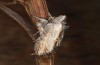Cucullia erythrocephala: Adult (e.l. rearing, Spain, Cabo de Gata, larva in late March 2019) [S]