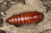 Cucullia erythrocephala: Pupa (e.l. rearing, Spain, Cabo de Gata, young larva in late March 2019) [S]