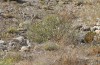 Cucullia erythrocephala: Larval habitat (Spain, Cabo de Gata, late March 2019) [N]