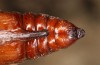 Cucullia erythrocephala: Pupa (e.l. rearing, Spain, Cabo de Gata, young larva in late March 2019) [S]