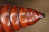 Cucullia erythrocephala: Pupa (e.l. rearing, Spain, Cabo de Gata, young larva in late March 2019) [S]