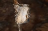 Cucullia erythrocephala: Adult (e.l. rearing, Spain, Cabo de Gata, larva in late March 2019) [S]