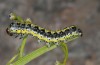 Cucullia erythrocephala: Half-grown larva (e.l. rearing, Spain, Cabo de Gata, young larva in late March 2019) [S]
