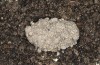 Cucullia erythrocephala: Cocoon (e.l. rearing, Spain, Cabo de Gata, young larva in late March 2019) [S]