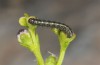 Cucullia erythrocephala: Young larva (Spain, Cabo de Gata, late March 2019) [M]