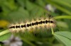 Acronicta euphorbiae: Larva (N-Greece, Vitsi N Kastoria, late June 2013) [S]