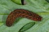 Euplexia euplexina: Larva (La Gomera, December 2011) [S]