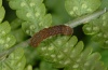 Euplexia euplexina: Halbwüchsige Raupe (La Palma, El Tablado, Dezember 2012) [M]