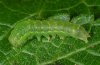 Euplexia euplexina: Raupe im drittletzten Stadium (La Gomera, Dezember 2011) [M]