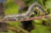 Catocala eutychea: Larva (Olympus, May 2011) [M]