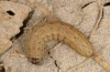 Euxoa temera: Larva in penultimate instar (Vinschgau, South Tyrol, early April 2011) [S]