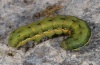 Spodoptera exigua: Larva (La Gomera 2013) [M]