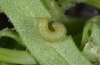 Spodoptera exigua: Young larva (Fuerteventura, February 2011) [M]
