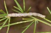 Zebeeba falsalis: Larva (Greece, SW-Peloponnese, early August 2019) [M]