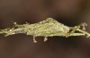 Zebeeba falsalis: Cocoon (e.l. rearing, Greece, SW-Peloponnese, larva in early August 2019) [S]