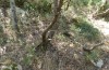 Zebeeba falsalis: Larval habitat (Greece, SW-Peloponnese, early August 2019) [N]