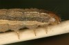 Mythimna favicolor: Raupe im vorletzten Stadium (e.l. Spiekeroog, Raupe Mitte März 2024) [S]