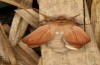 Mythimna favicolor: Männchen direkt nach dem Schlupf (e.l. Spiekeroog, Raupe Mitte März 2024) [S]