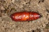 Mythimna favicolor: Puppe (e.l. Spiekeroog, Raupe Mitte März 2024) [S]