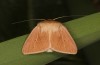 Mythimna favicolor: Männchen (e.l. Spiekeroog, Raupe Mitte März 2024) [S]