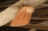 Mythimna favicolor: Männchen (e.l. Spiekeroog, Raupe Mitte März 2024) [S]