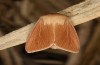 Mythimna favicolor: Männchen (e.l. Spiekeroog, Raupe Mitte März 2024) [S]