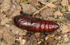 Mythimna favicolor: Puppe eine Stunde vor dem Schlupf (e.l. Spiekeroog, Raupe Mitte März 2024) [S]