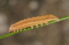 Mythimna ferrago: Half-grown larva (eastern Swabian Alb, Southern Germany 2011) [S]