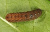 Rusina ferruginea: Halbwüchsige Raupe (Ostalb 2011) [S]