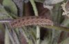 Hadena filograna: Raupe, typisch gefärbt (e.l. Ostalb) [S]