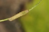 Noctua fimbriata: Young larva [S]